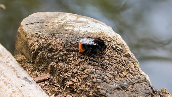A female red-tailed bumblebee (Bombus lapidarius) resting on a tree stump
