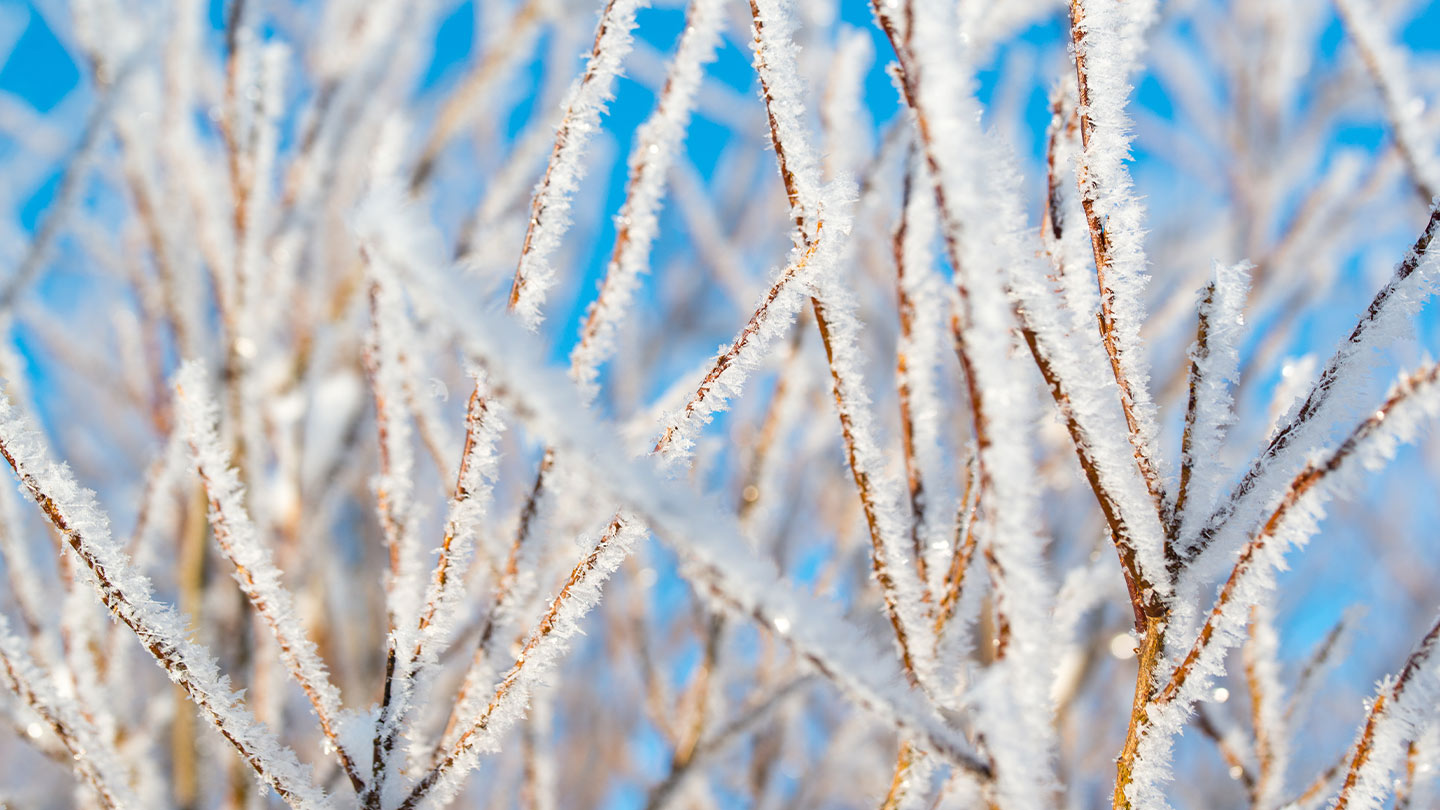 What is Hoar Frost and How Does it Form? - Woodland Trust