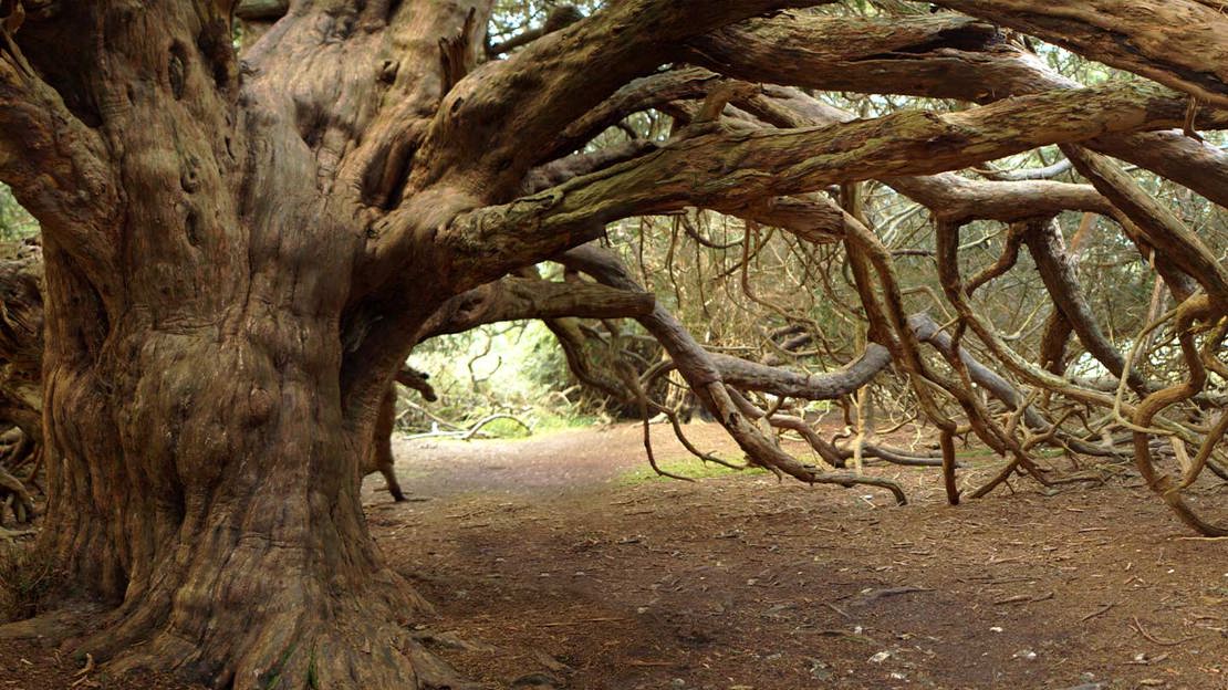 Ancient Yew Trees