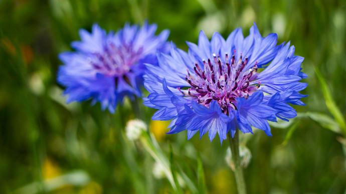 Fresh blue cornflower close up