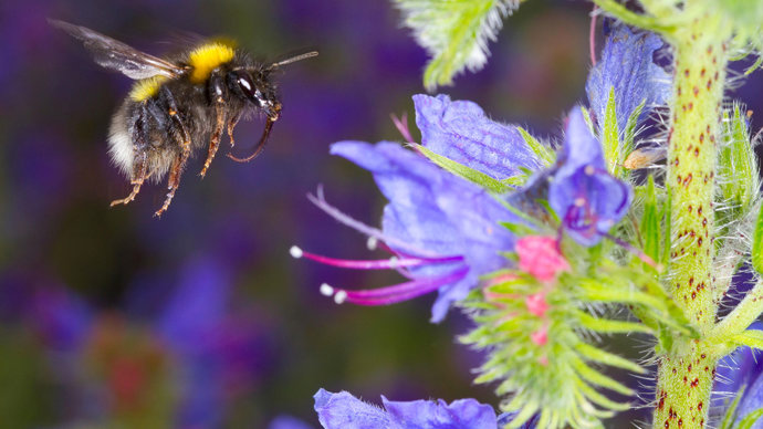 White Tailed Bumblebee flying to a Vipers Bugloss wildflower