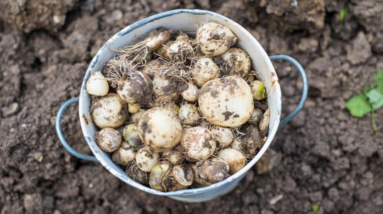 Bluebell bulbs in a metal bucket