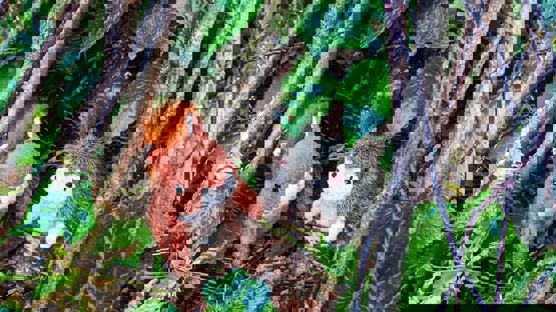 Red squirrel and hedgehog cuddly toys sitting in a small den made of sticks