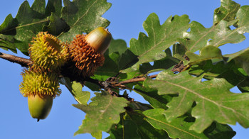 Turkey oak acorns