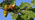 Turkey oak acorns