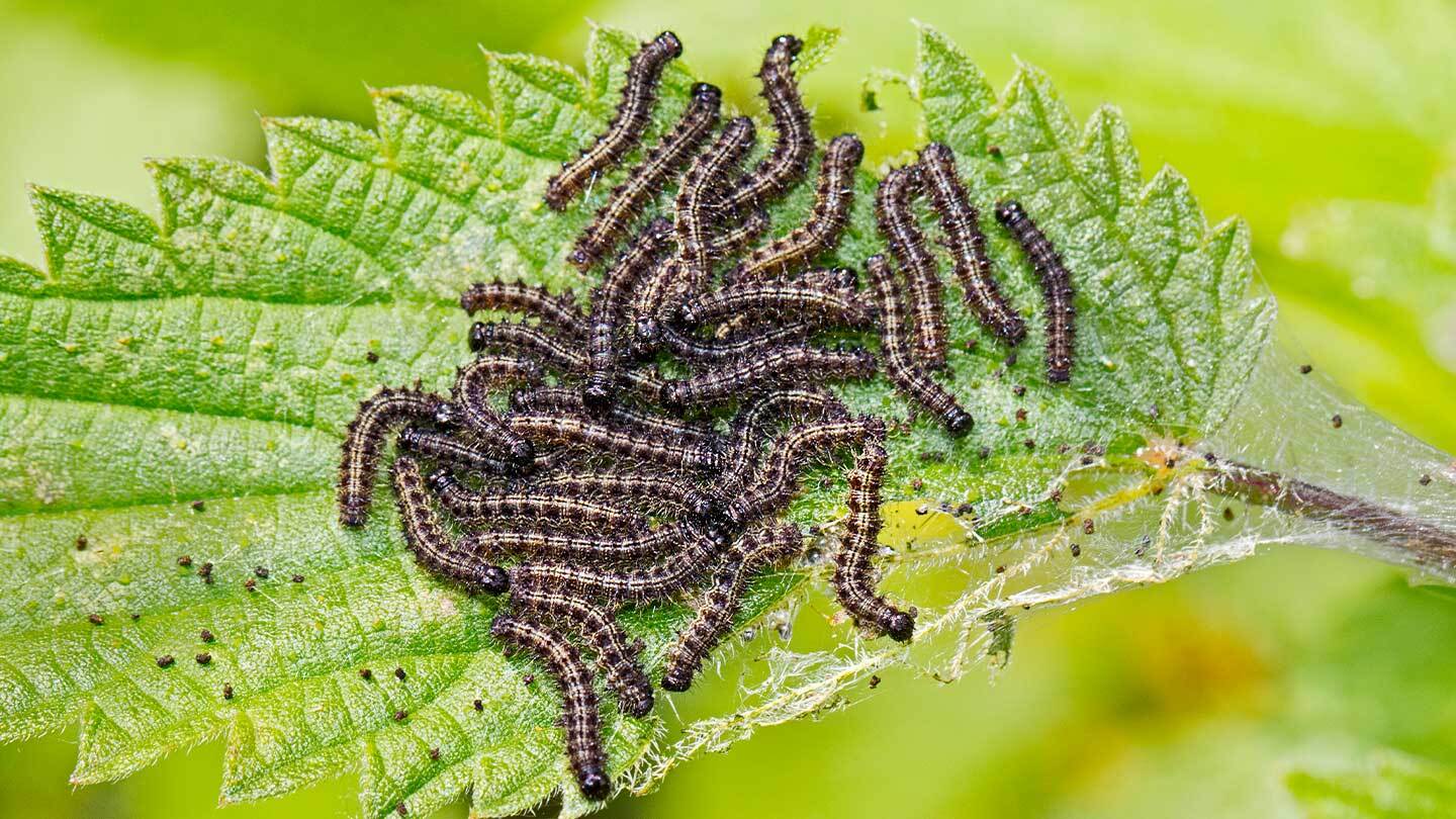 common-british-caterpillar-identification-woodland-trust-woodland-trust