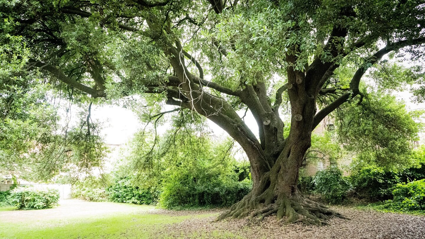 Urban focus for Tree of the Year 2023 Woodland Trust