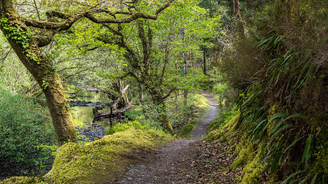 Coed Felinrhyd and Llennyrch, Spring 2022