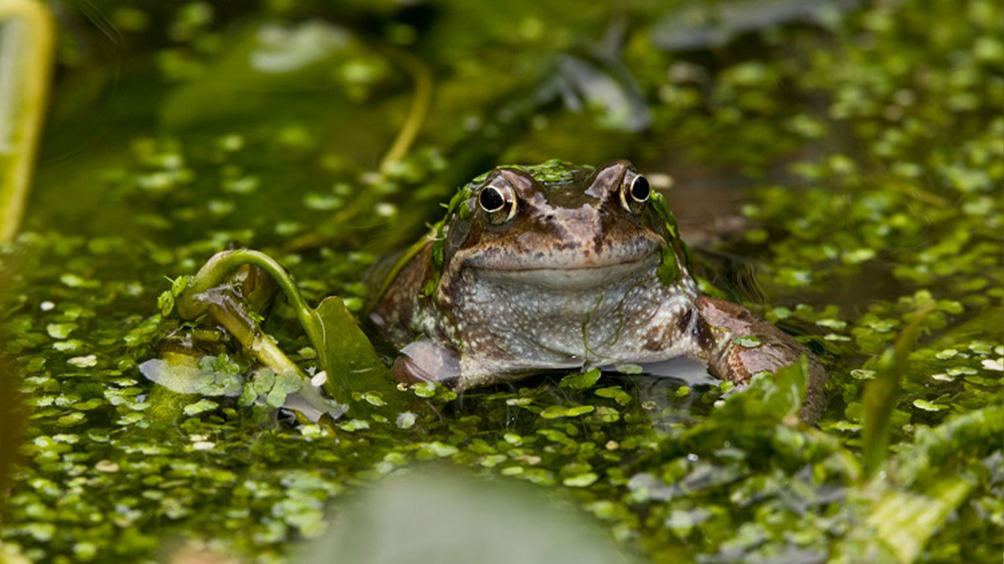 When do Frogs Spawn? And Spotting Tips - Woodland Trust