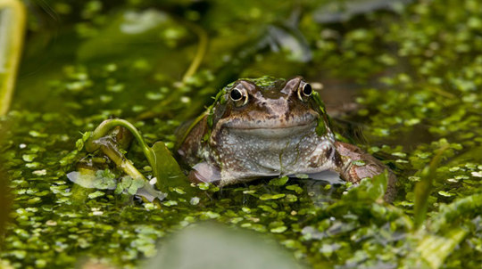 Common frog in water