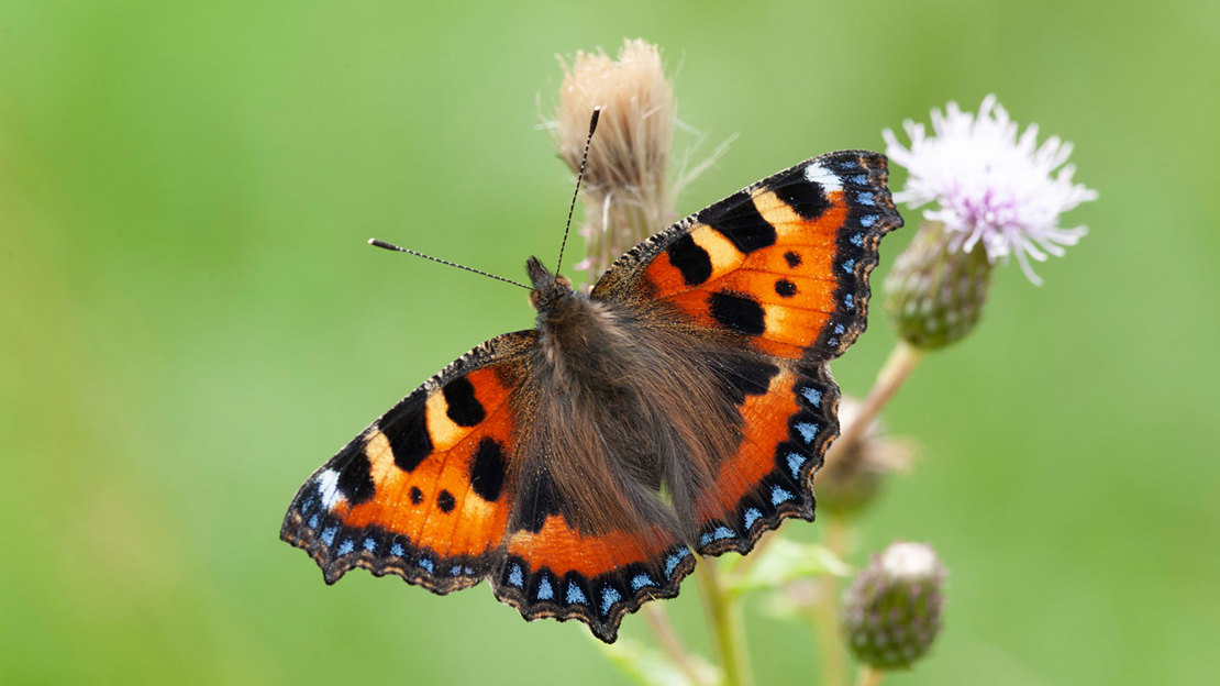 Small tortoiseshell butterfly displaying bright red wings with black and blue patterns