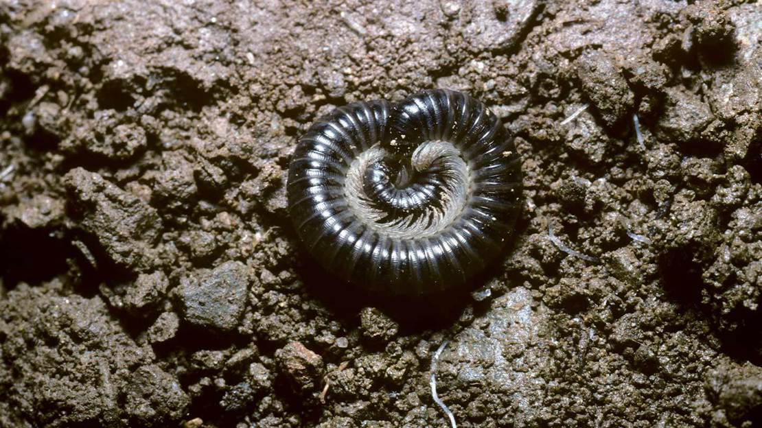 Shiny black millipede curled into a ball on top of some soil