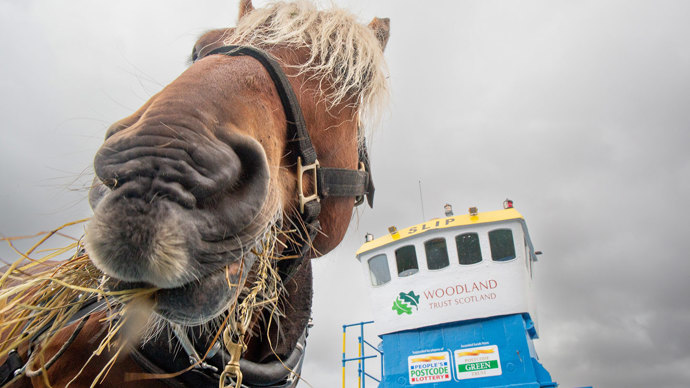 Close up of a pale brown horse eating hay with a Woodland Trust Scotland boat in the background