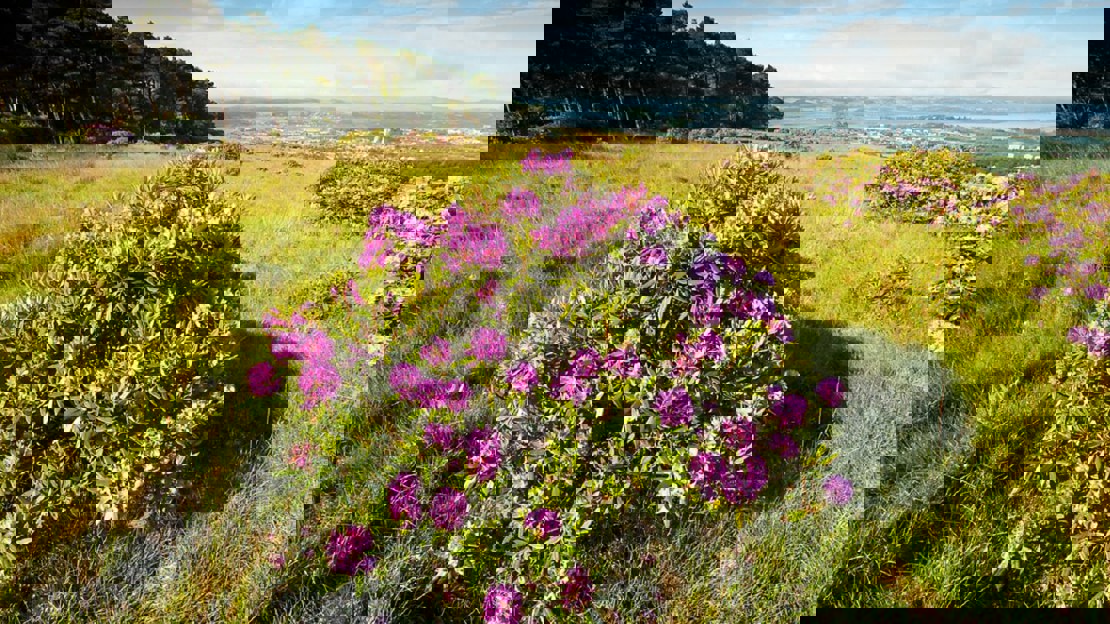 Clumps of pink flowering rhododendron bushes dotted across a grassy landscape with woodland in the distance