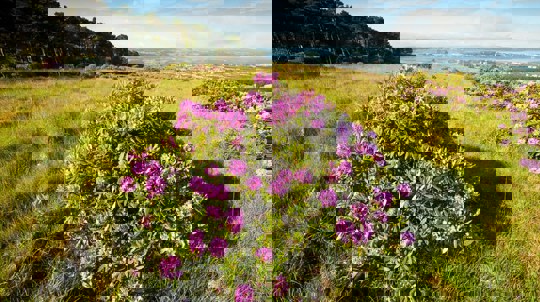 Clumps of pink flowering rhododendron bushes dotted across a grassy landscape with woodland in the distance