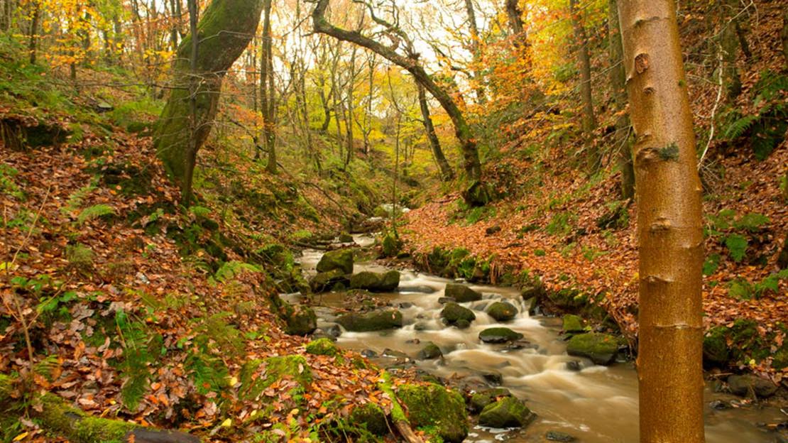 A stream flowing through an autumnal woodland at Smithills coloured orange and brown