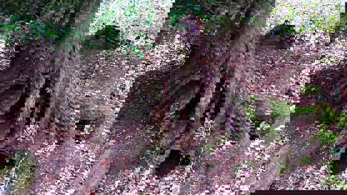 A face formed from an old yew tree's roots and hollows