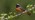 Male redstart on hawthorn branch