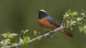 Male redstart on hawthorn branch