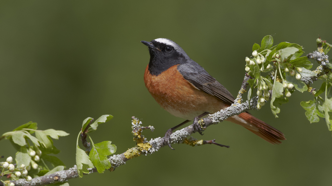 Male redstart on hawthorn branch