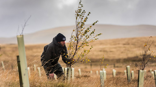 Woodland Trust staff member in waterproofs inspecting a young tree in a tree guard against a moorland backdrop