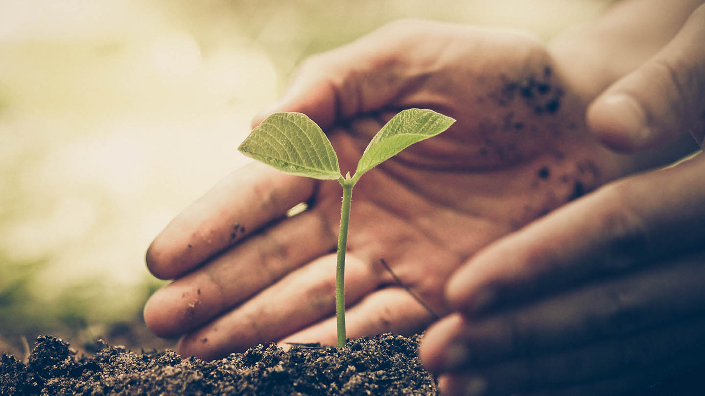 Sapling growing out of earth with hands protecting it