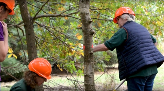 Three Sibsey Wood Volunteers wearing hardhats carrying out tree maintenance