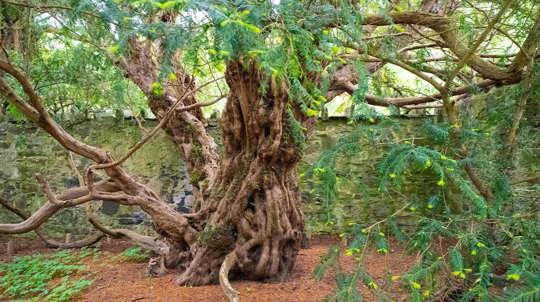 The Fortingall Yew tree in Fortingall, Glen Lyon, Perthshire, Scotland