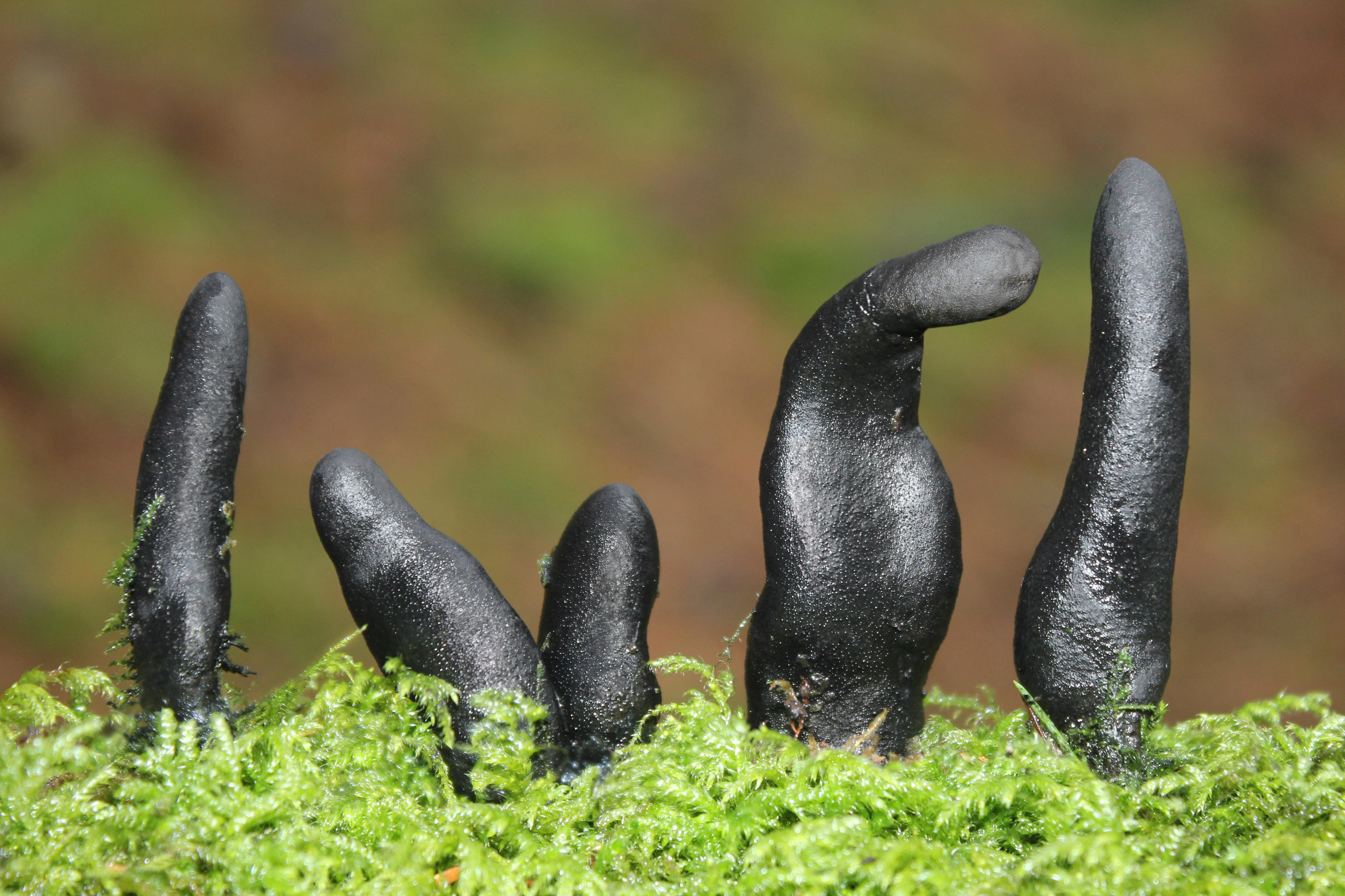 Dodemansvingers Xylaria polymorpha tussen mos