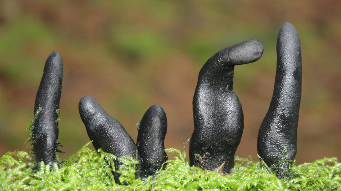 Dodemansvingers Xylaria polymorpha tussen mos