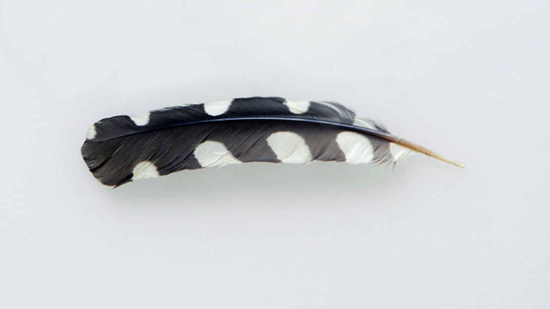 Great spotted woodpecker feather