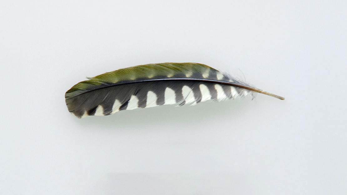 Green woodpecker feather
