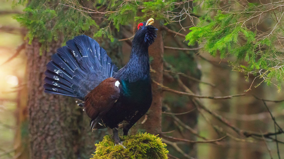 Adult male Capercaillie