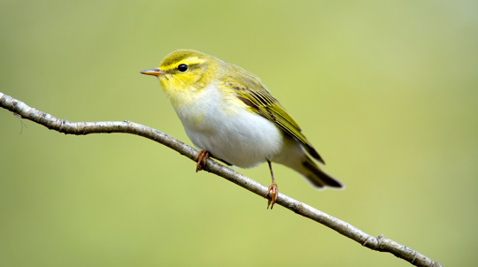 Wood warbler perched on a thin branch