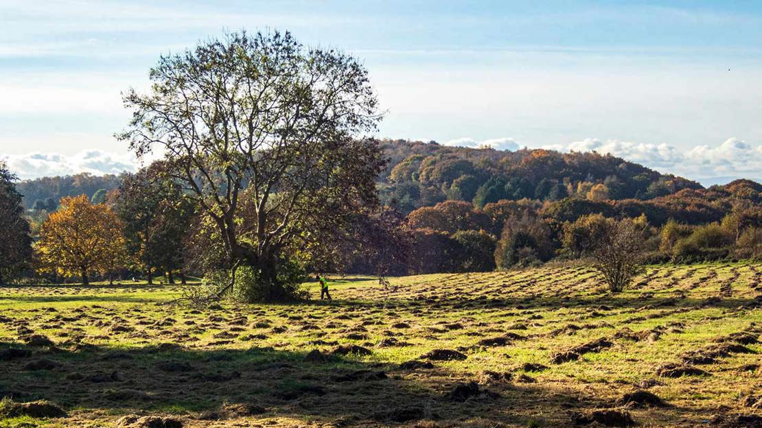Grasslands at Frodsham Woods