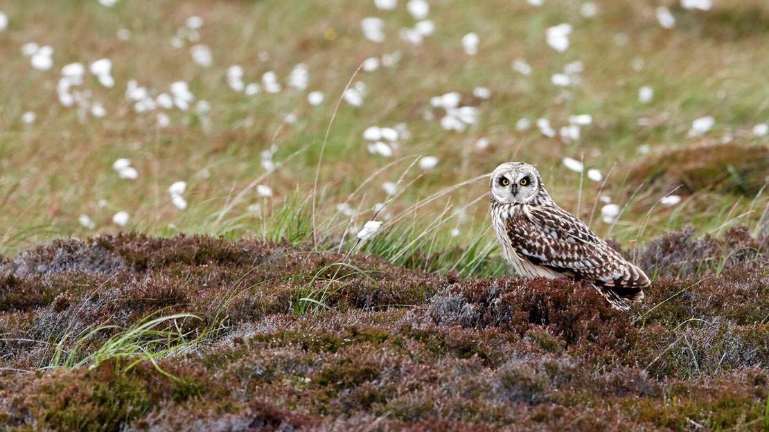 Short-eared owl perched on a heather hummock against a backdrop of fluffy moorland cottongrass
