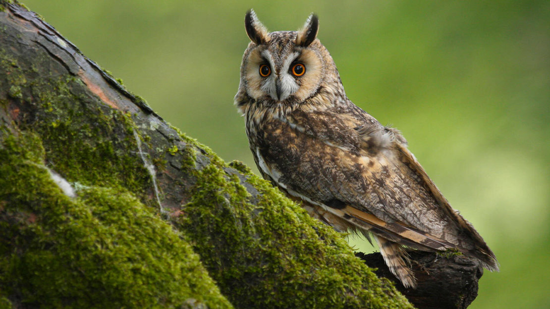 Long-eared owl perched on a mossy tree trunk against a green leafy backdrop