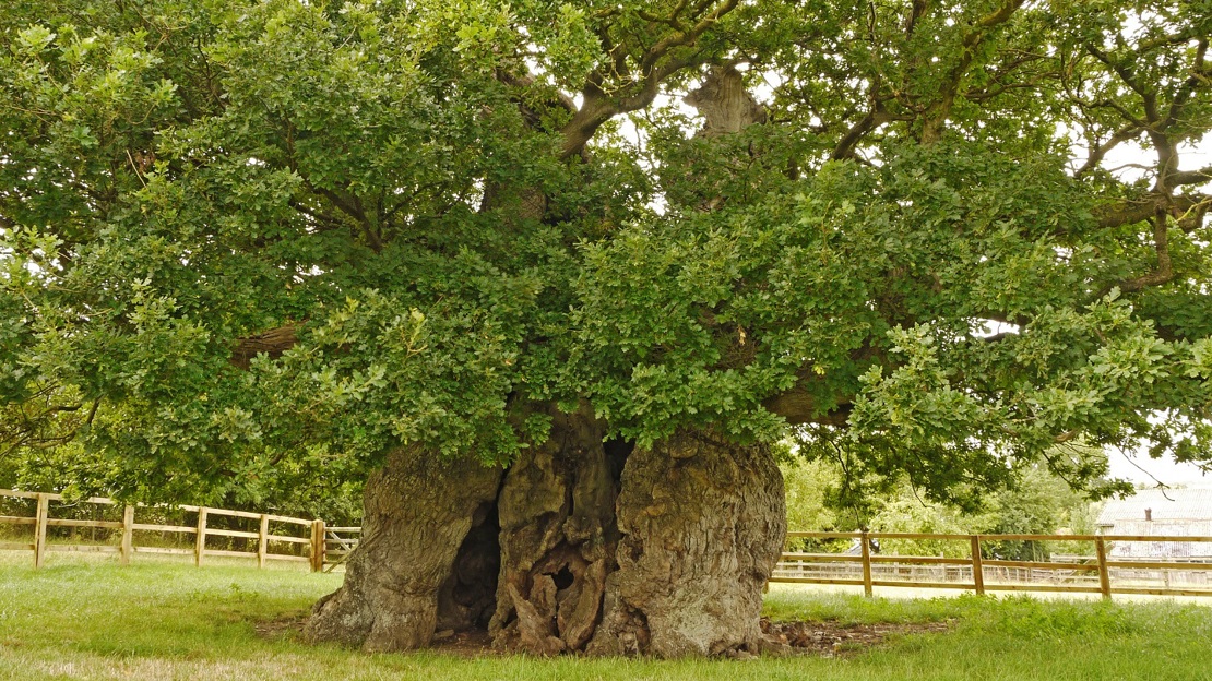 Ancient oak tree with a vast trunk in full leaf surrounded by protective fence