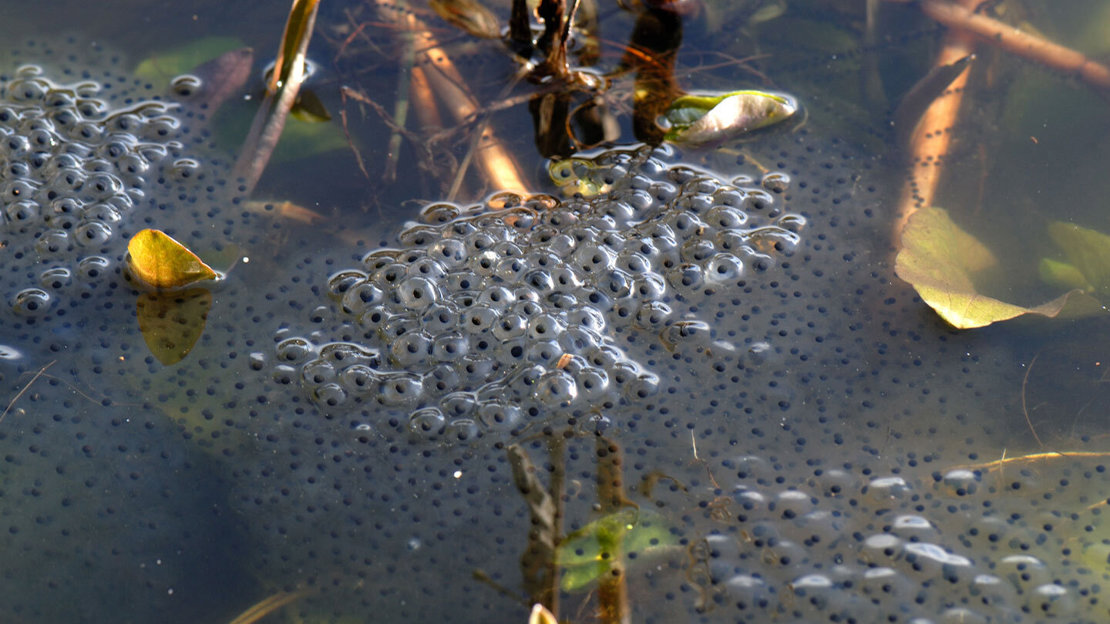 What is the Difference Between a Frog and a Toad? - Woodland Trust