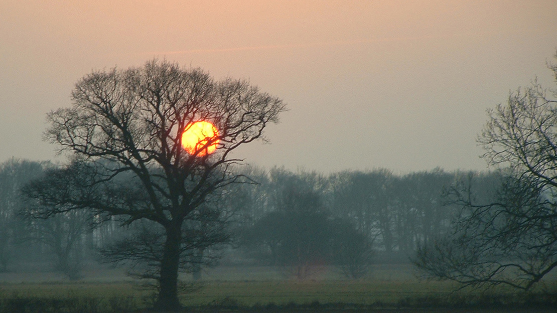 Late winter sunset with bare tree