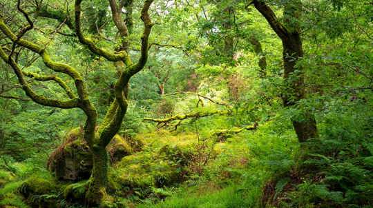 A lush green landscape of trees, shrubs and moss-covered rocks in an ancient woodland