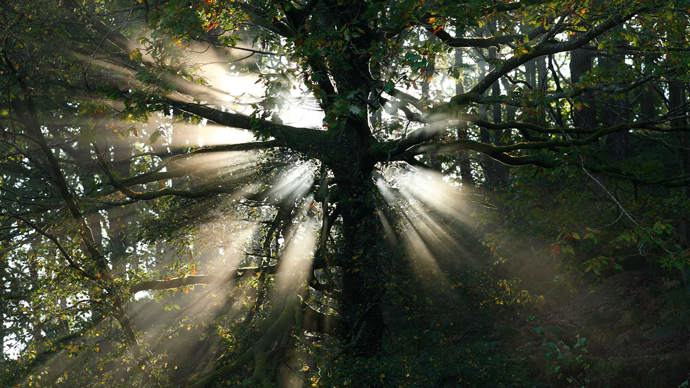 Shafts of sunlight streaming through the branches of a tree in silhouette