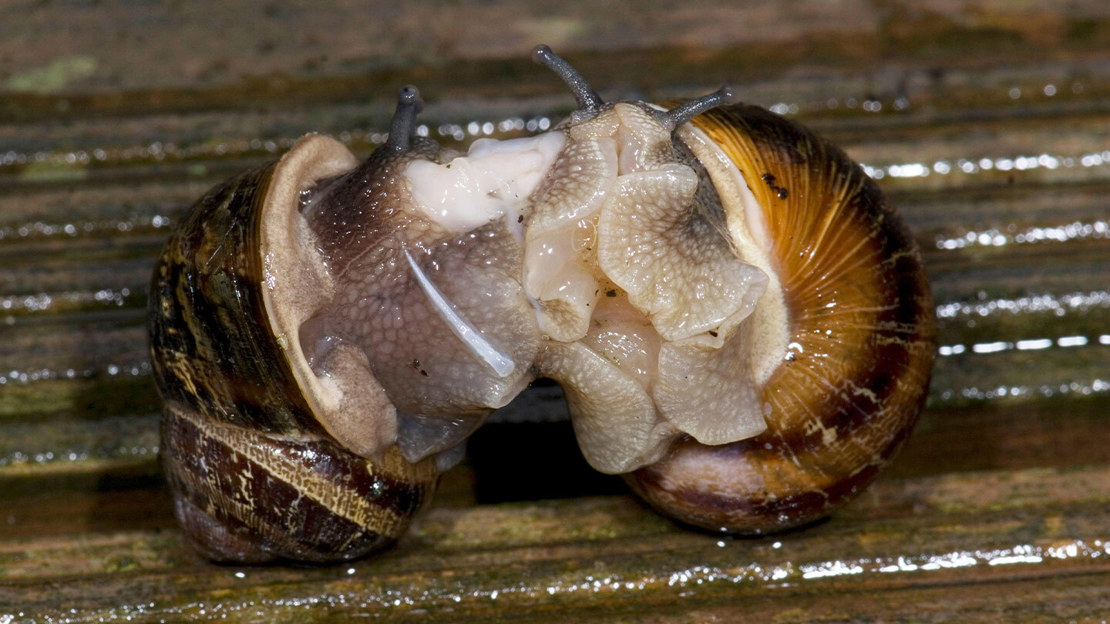 A pair of mating garden snails with a visible calcium dart used to enhance the sperm exchange