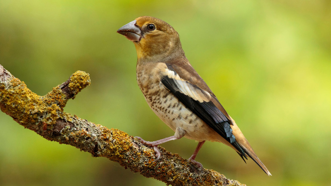 Juvenile Hawfinch perched on a branch
