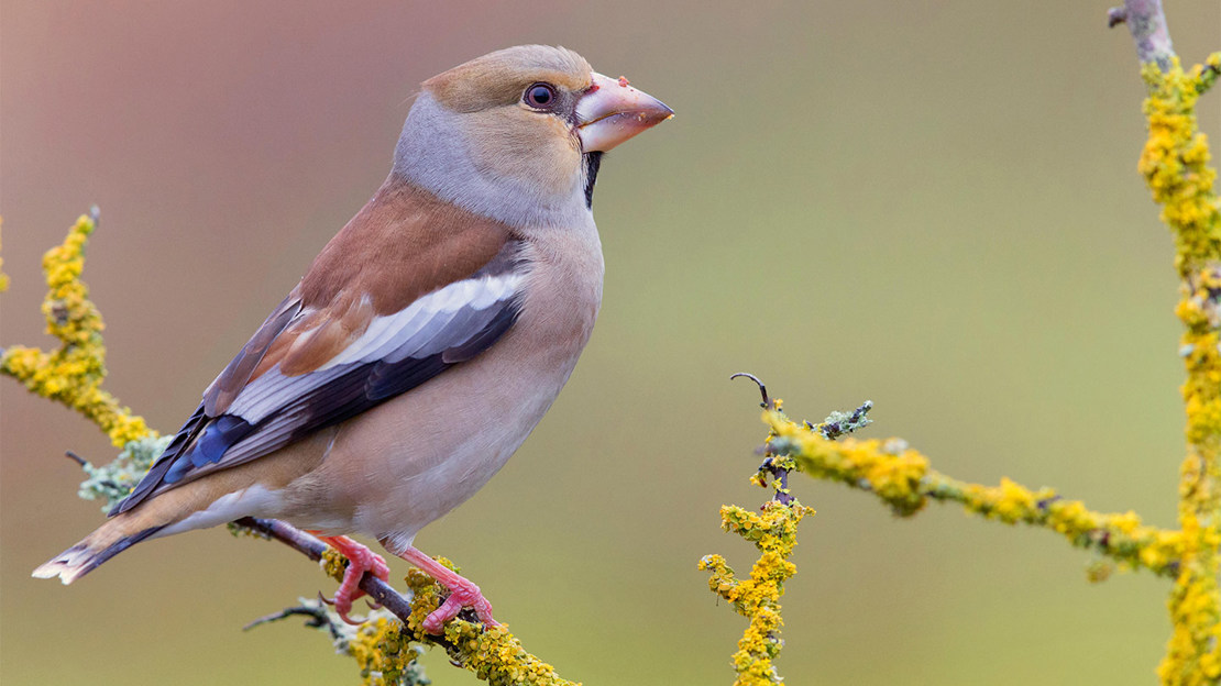 Female Hawfinch