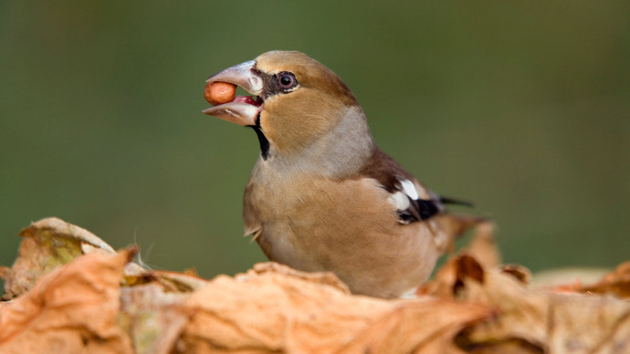 Female Hawfinch with a peanut in its beak