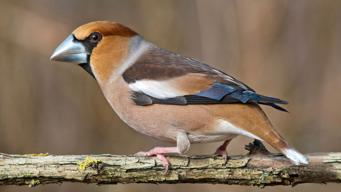 Hawfinch male perched on a branch