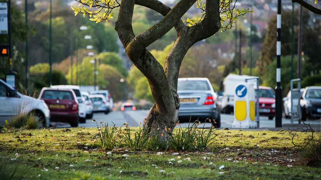 A tree with a twisting trunk growing in the middle of an urban roundabout