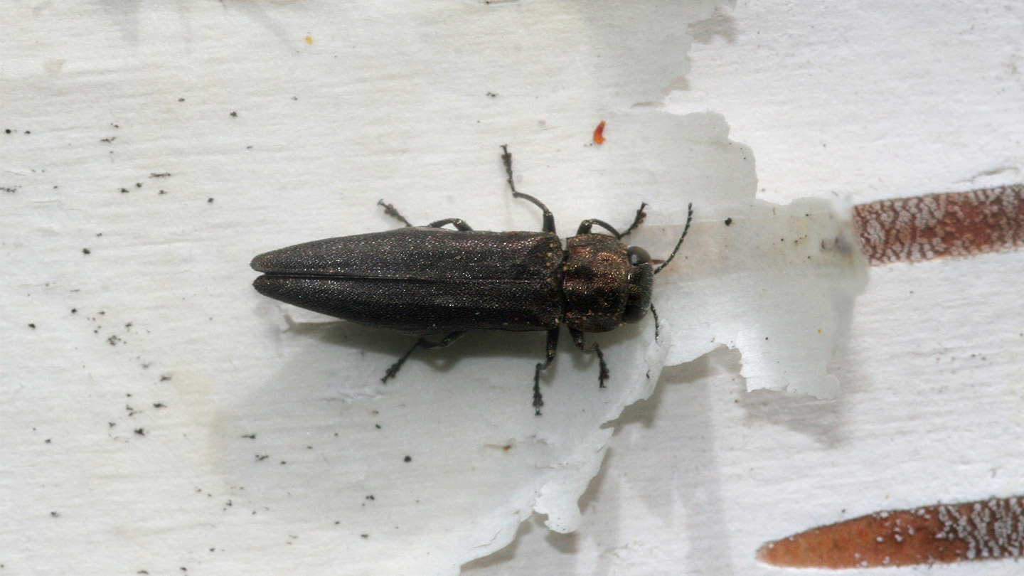 Bronze Birch Borer Tree Pests Woodland Trust