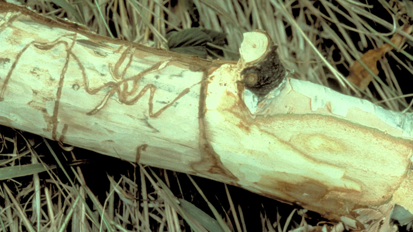 Bronze Birch Borer Tree Pests Woodland Trust